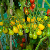 Hectarul - Seminte de tomate Yellow Pearshaped, 0,5 grame